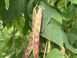 Full of Beans! Integrating dried beans into your crop rotation