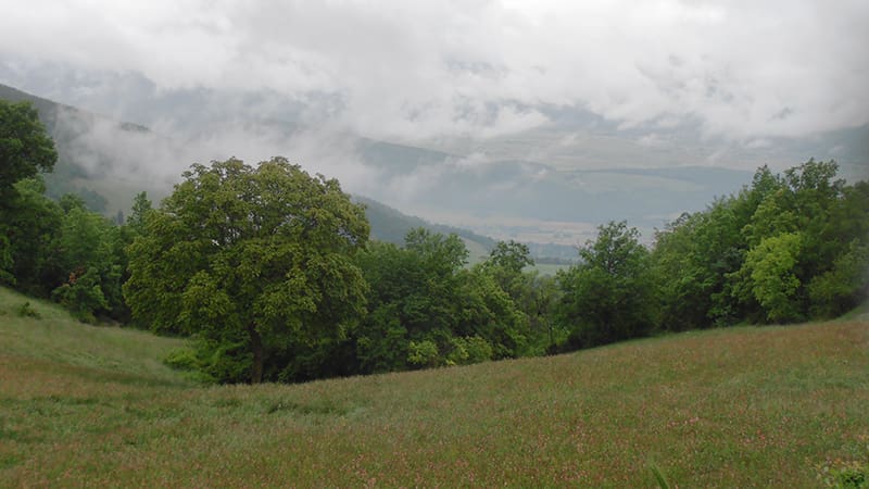 Meadows, trees and hilly landscape- in Italy