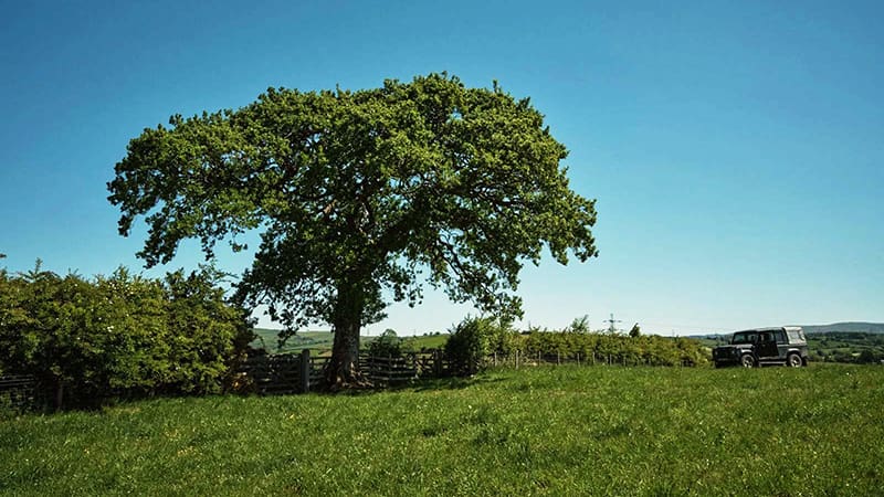 Tree and hedgerow on farm