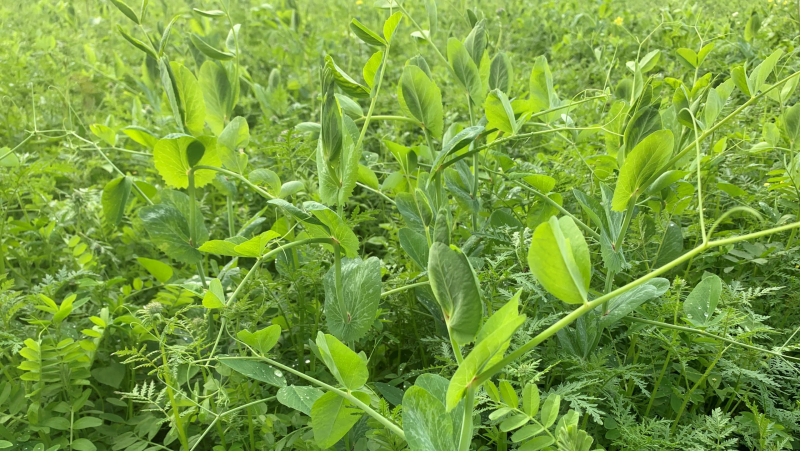 Mixed cover crop
