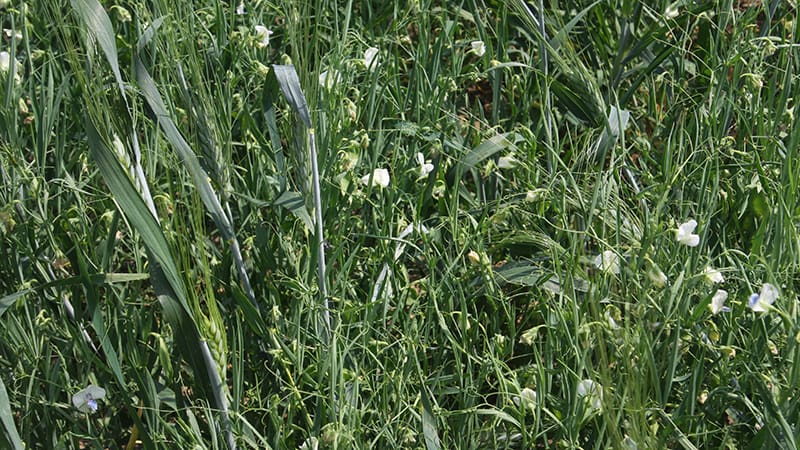 Wheat and peas intercropped