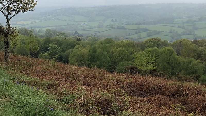 Bracken on hillside