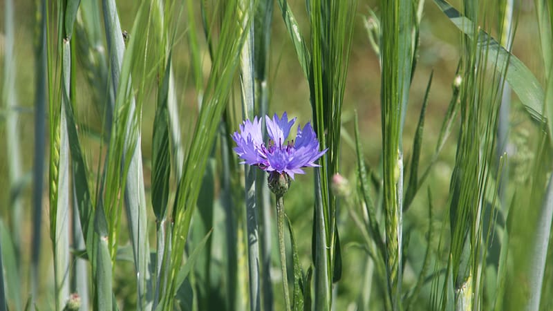 Flower in a cereal field