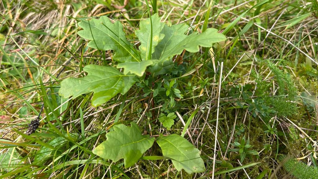 Oak tree seedling