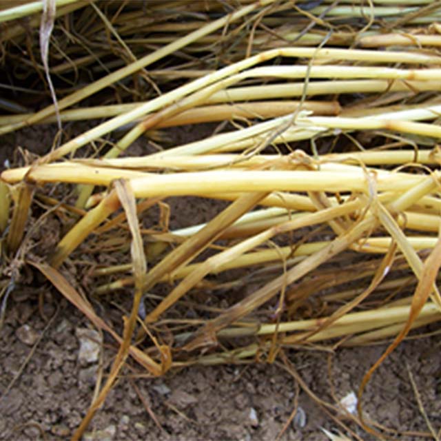 oats