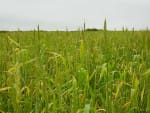 Wheat Breeding LINK Full Report