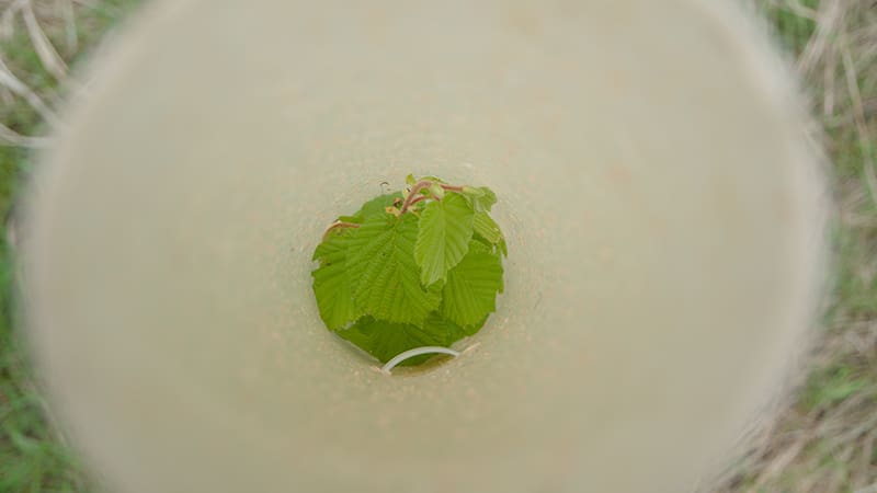 Young tree sapling in tree guard