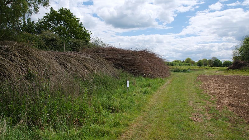 Biomass harvest at Wakelyns