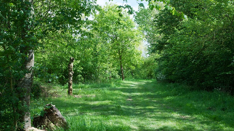 Trees, hedgerow and dappled shade at Wakelyns