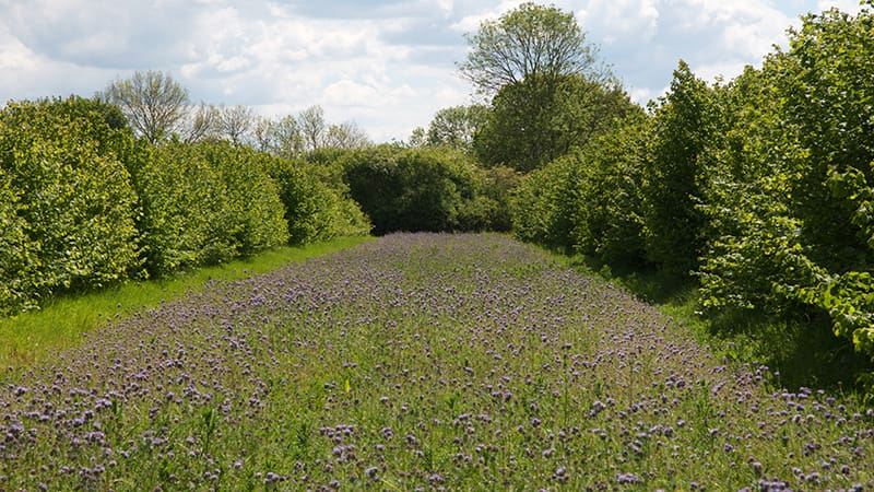 Phacelia in flower in one of the agroforestry alleys at Wakelyns