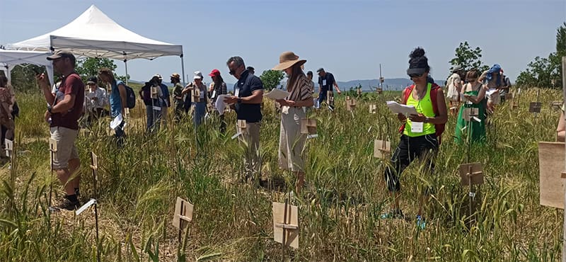 Participatory scoring of wheat trials
