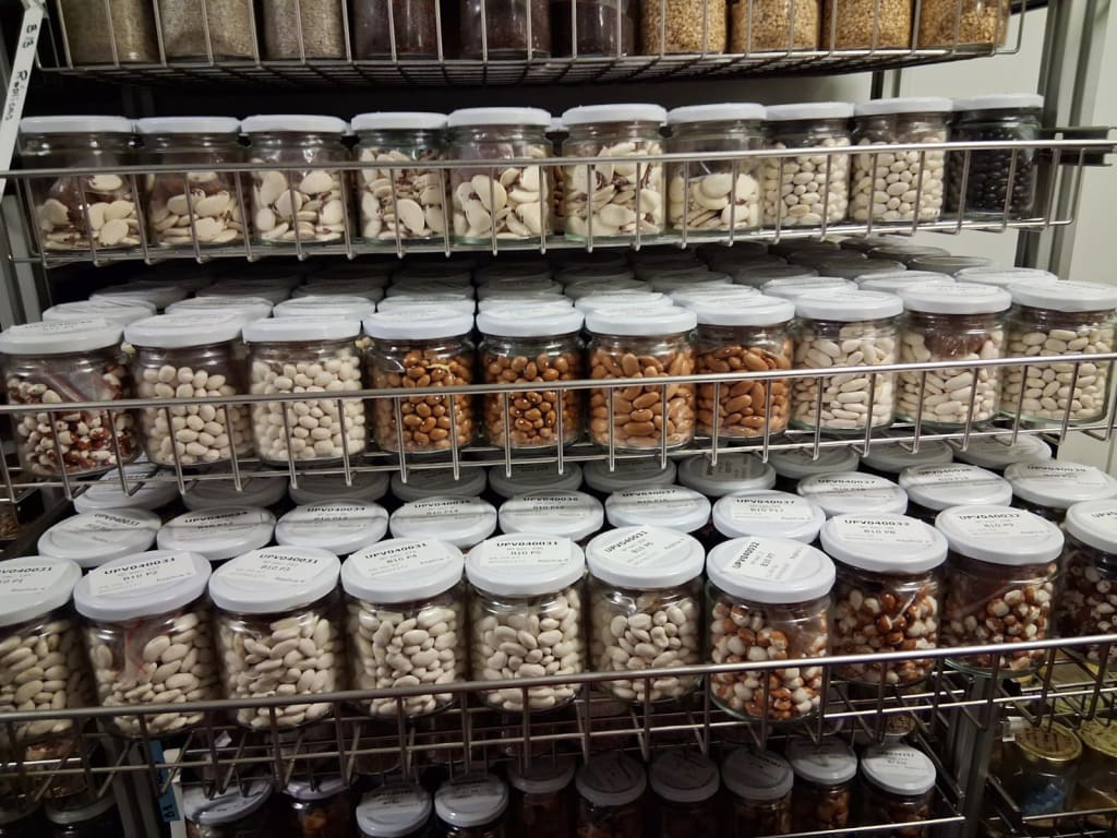 Seeds in jars on a shelf
