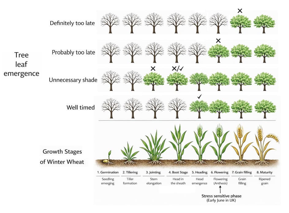 Schematic representation of tree leaf emergence with growth stages of winter wheat