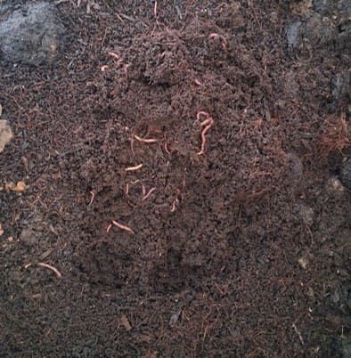 Worms in vermicompost