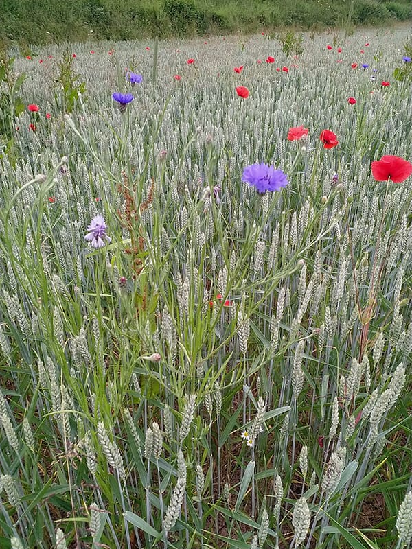 Arable weeds or wild flowers in a wheat crop