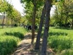 How trees protect arable crops from climate change