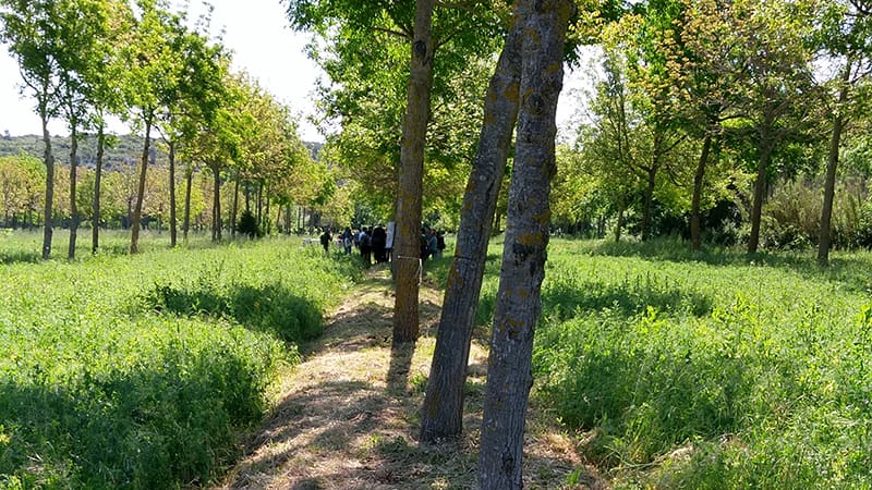 Walnut trees in rows with arable crops in alleys