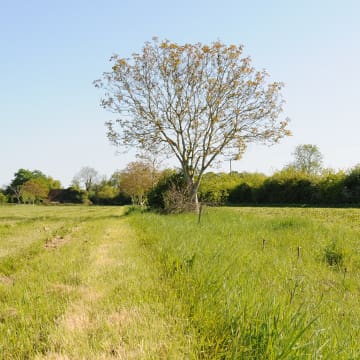 Walnut tree in field at Wakelyns