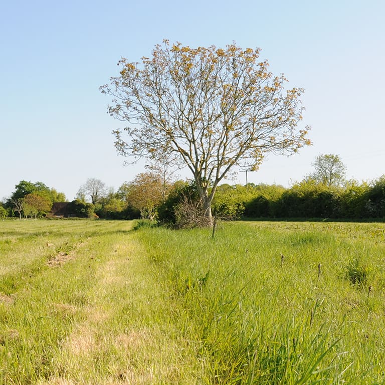 Walnut tree in field at Wakelyns