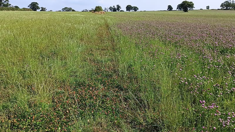 A field showing grass on one side and grass clover on the other