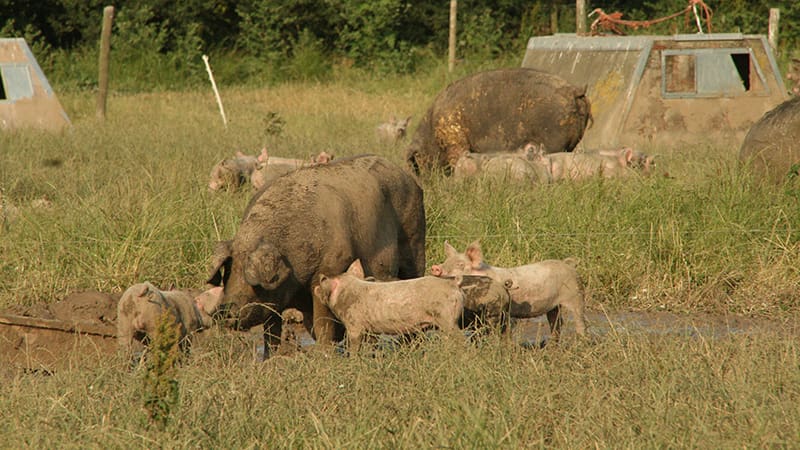 Pigs and piglets on the range