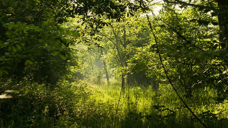 Mature trees and alleys at Wakelyns seen with lisunlight filtered through the leaves