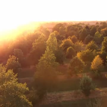 Wakelyns from the air showing trees in golden light